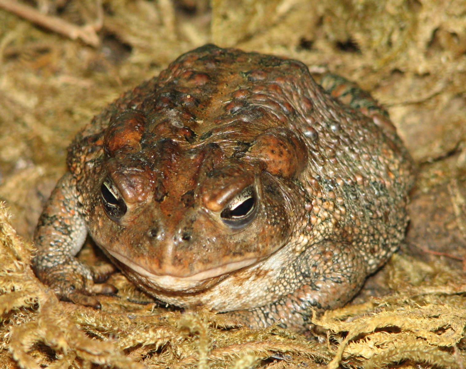 Toad Tuesdays: Best in Show, Toad Breeds - Sonic Toad