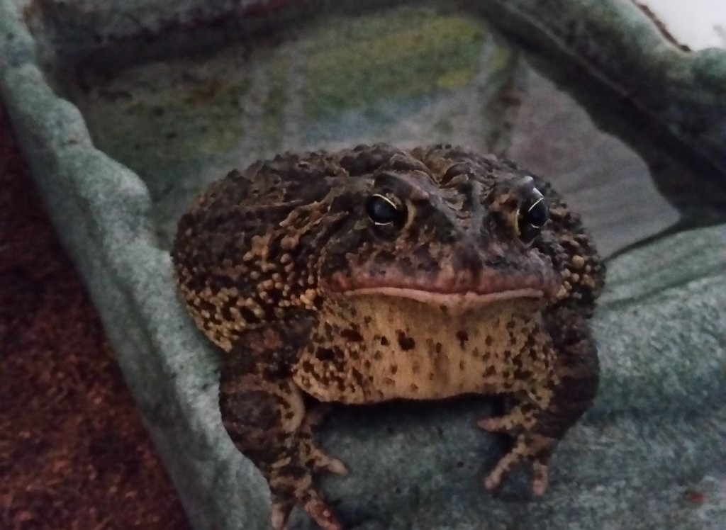 Toad Tuesdays: A Scientific Reason I Have Blue Hair - Sonic Toad