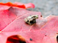 Tiny toad sitting on a red maple leaf