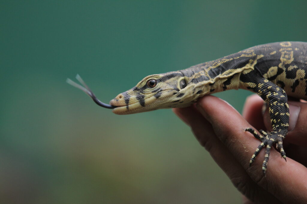 baby Asian water monitor tongue-flicking on a person's hand against a green blurred background